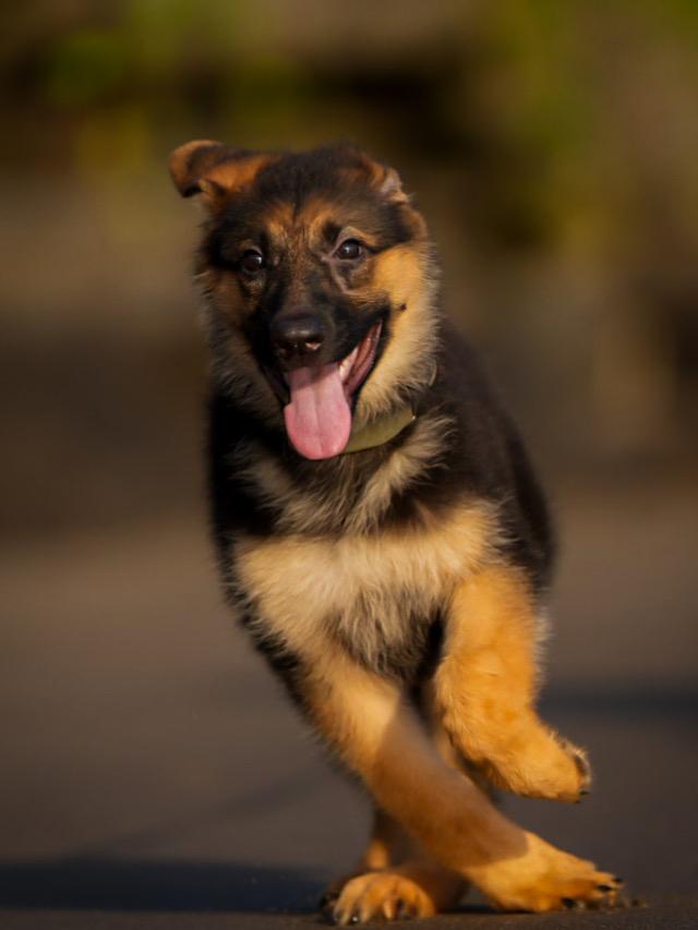 Happy Dog
