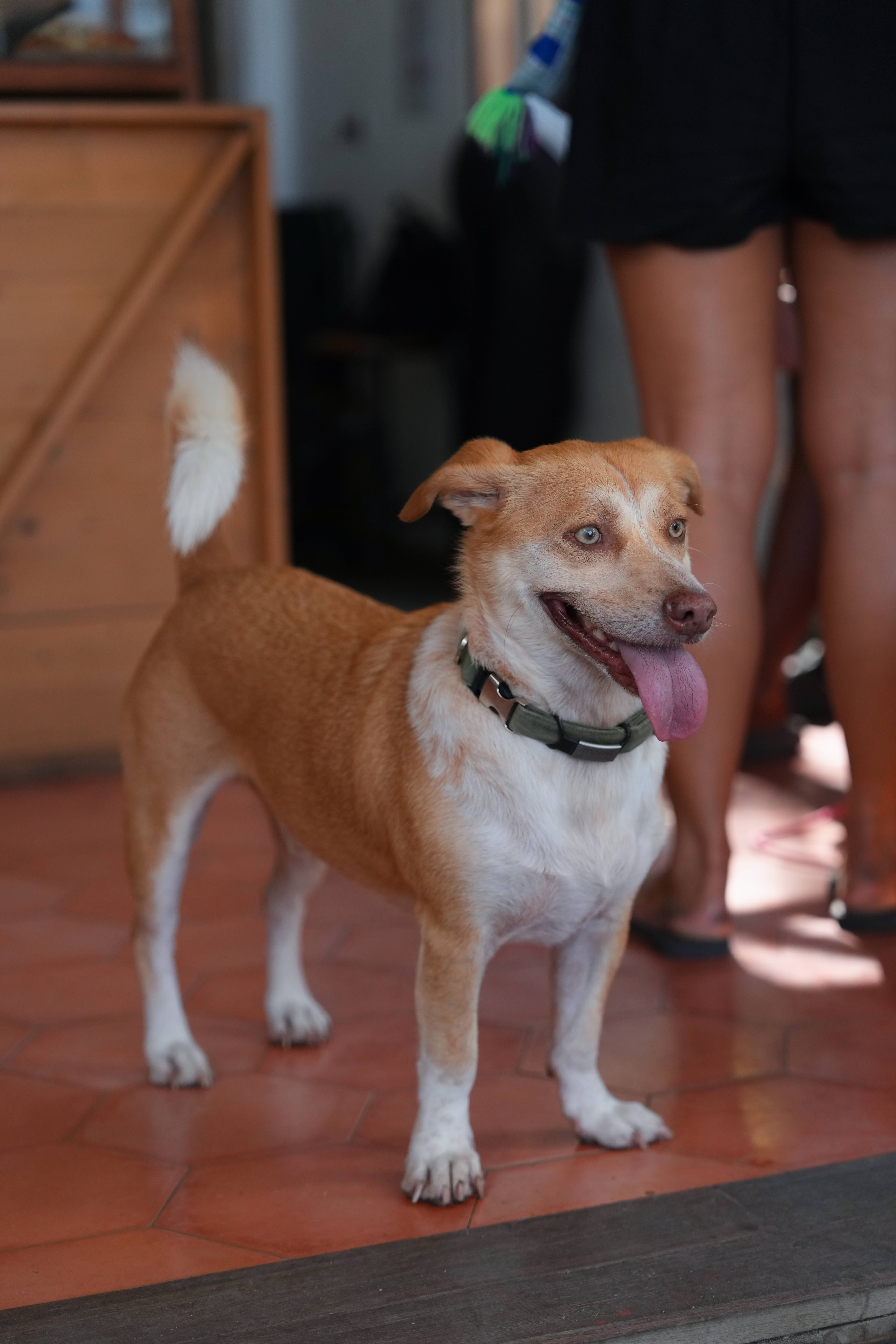 Happy dog