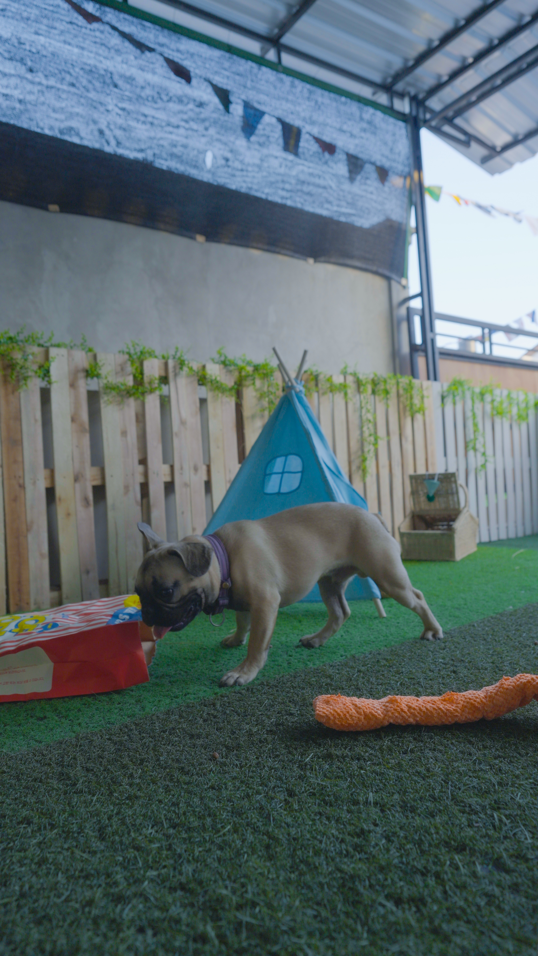 Dog enjoying a sniff and seek workshop